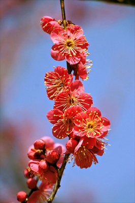 1051_大倉山公園_神奈川県