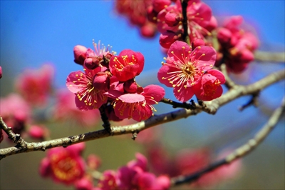 1052_大倉山公園_神奈川県