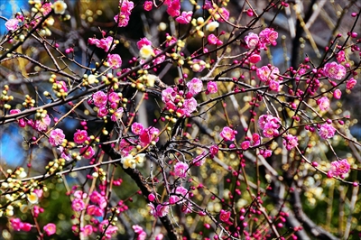 1053_大倉山公園_神奈川県