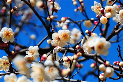 1054_大倉山公園_神奈川県