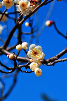 1055_大倉山公園_神奈川県