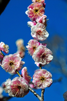 1057_大倉山公園_神奈川県