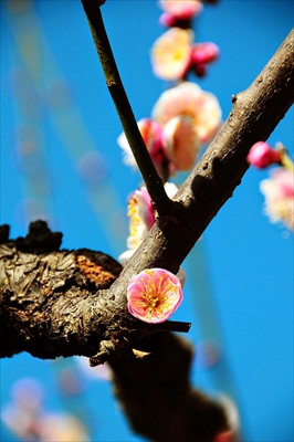 1058_大倉山公園_神奈川県