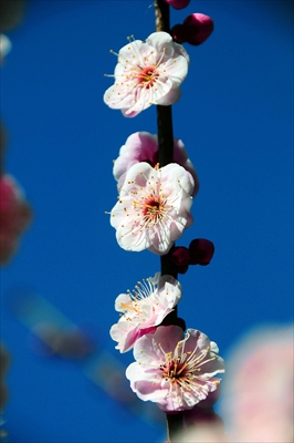 1059_大倉山公園_神奈川県