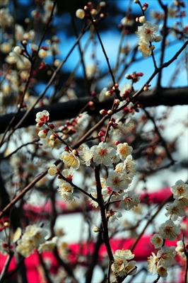 1186_小田原城公園_神奈川県