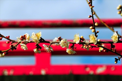 1187_小田原城公園_神奈川県