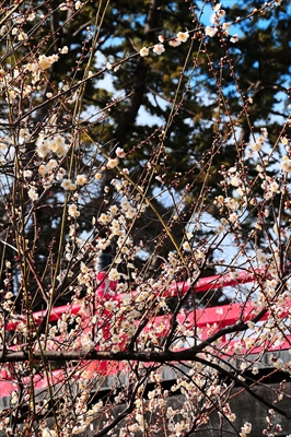 1189_小田原城公園_神奈川県