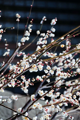 1190_小田原城公園_神奈川県