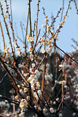 1192_小田原城公園_神奈川県