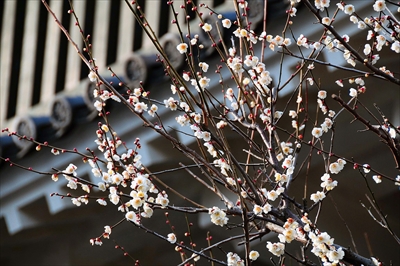 1193_小田原城公園_神奈川県