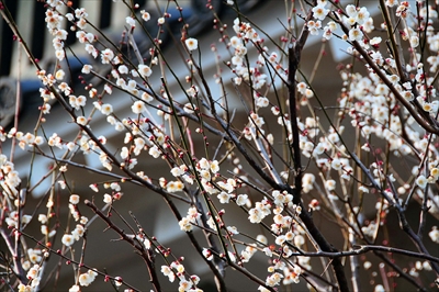 1194_小田原城公園_神奈川県