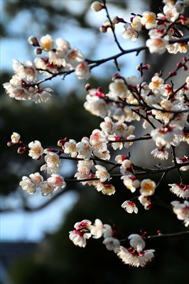 1195_小田原城公園_神奈川県