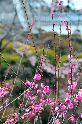 1196_小田原城公園_神奈川県