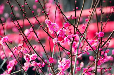 1197_小田原城公園_神奈川県