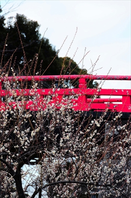 1198_小田原城公園_神奈川県