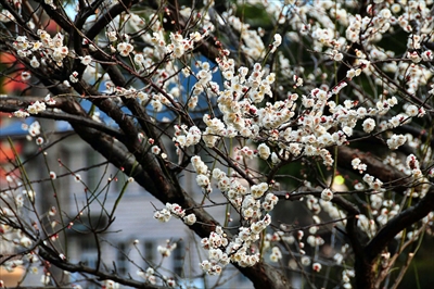 1199_小田原城公園_神奈川県