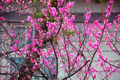 1202_小田原城公園_神奈川県