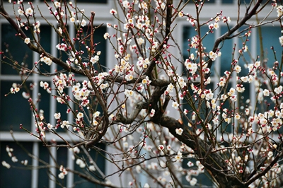 1203_小田原城公園_神奈川県