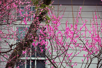 1204_小田原城公園_神奈川県