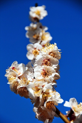 1060_大倉山公園_神奈川県