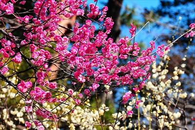 1061_大倉山公園_神奈川県