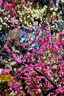 1062_大倉山公園_神奈川県