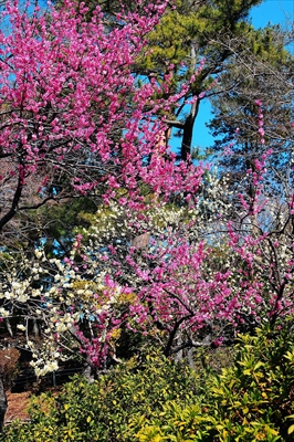 1063_大倉山公園_神奈川県