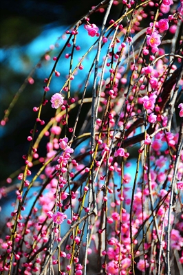 1064_大倉山公園_神奈川県