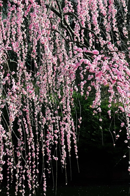 1066_大倉山公園_神奈川県