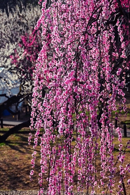 1068_大倉山公園_神奈川県