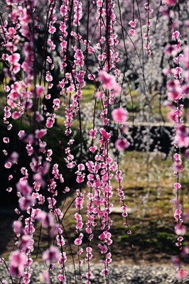 1069_大倉山公園_神奈川県