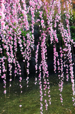 1070_大倉山公園_神奈川県