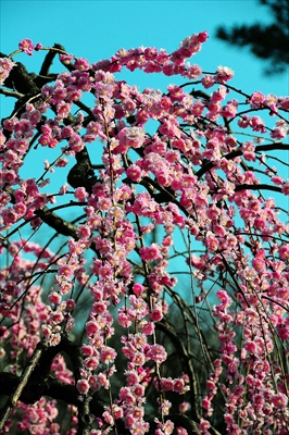 1071_大倉山公園_神奈川県