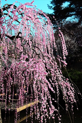 1072_大倉山公園_神奈川県