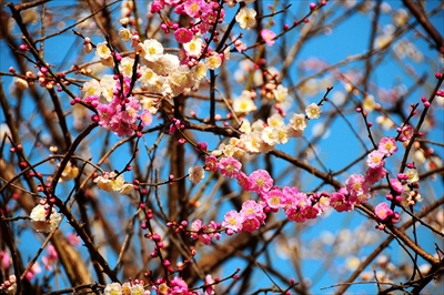 1073_大倉山公園_神奈川県