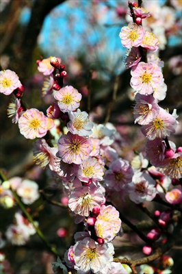 1074_大倉山公園_神奈川県