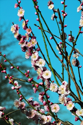 1075_大倉山公園_神奈川県