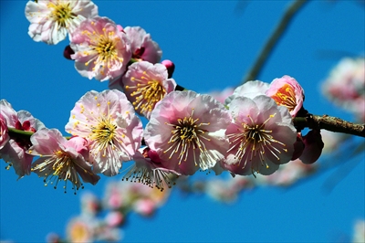 1076_大倉山公園_神奈川県