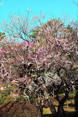 1078_大倉山公園_神奈川県