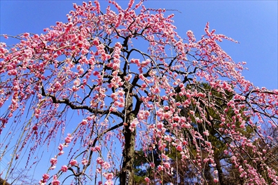 1080_大倉山公園_神奈川県