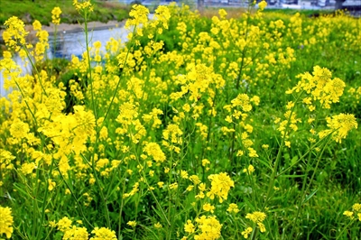 1016_鶴見川_神奈川県