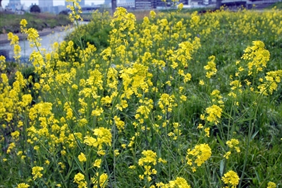 1017_鶴見川_神奈川県