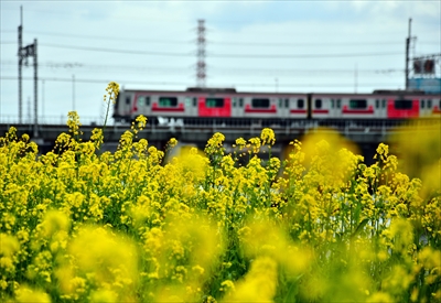 1019_鶴見川_神奈川県