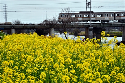 1021_鶴見川_神奈川県