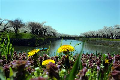 1005_函館五稜郭公園_北海道