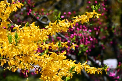 1026_弘前公園_青森県