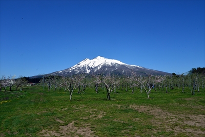 1024_県道３号線弘前市_林檎畑_青森県