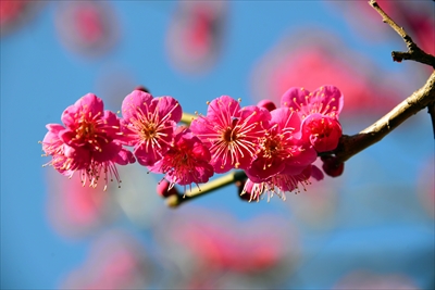 1081_大倉山公園_神奈川県