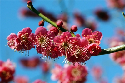 1082_大倉山公園_神奈川県