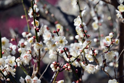 1083_大倉山公園_神奈川県